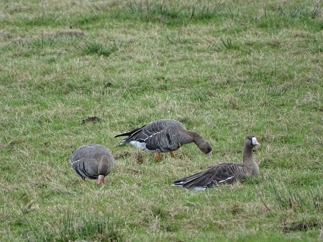撼动的竞赛 撼动的竞赛
